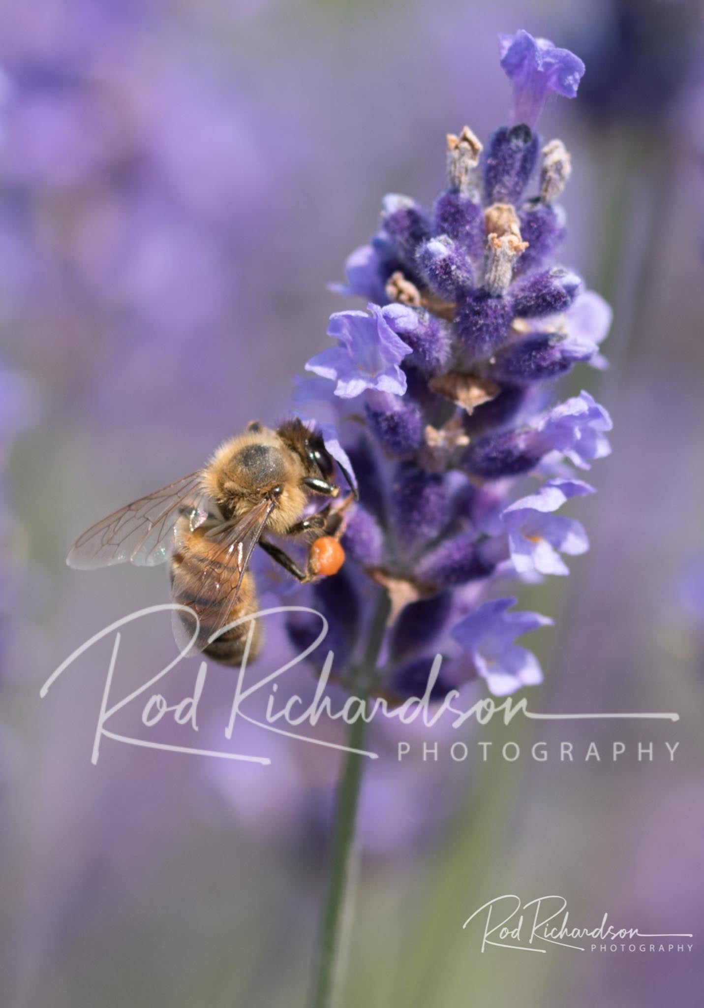 Honeybee Hard at Work 1