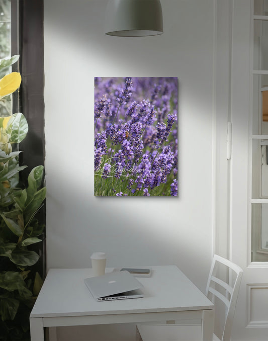 Lavender Dawn Fine Art Print