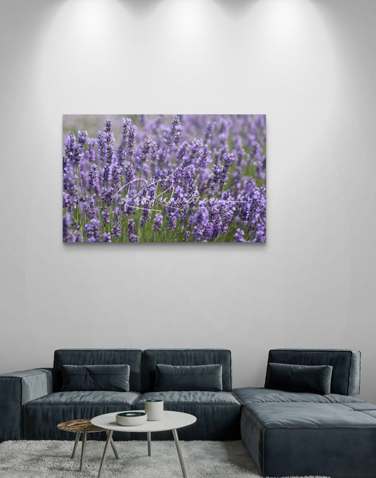 Lavender Glow Fine Art Photograph