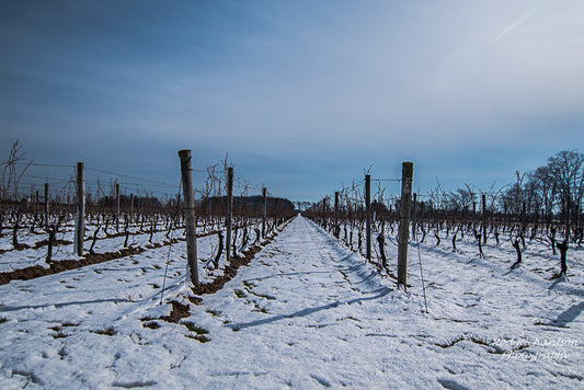Snow Between the Vines Vineyard in Winter