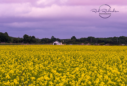 Purple Skies Over Mustard Field – Riverhead, NY