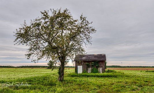 Farm Building and Tree North Fork Long Island