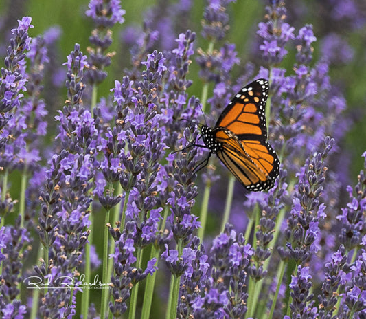 Monarch Butterfly on Lavender