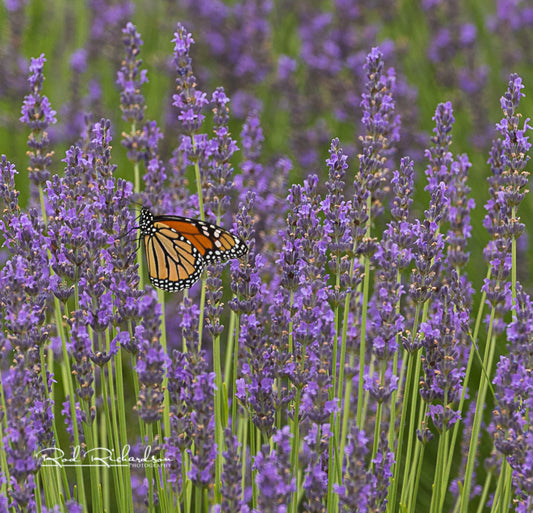 Monarch Butterfly on Lavender 2