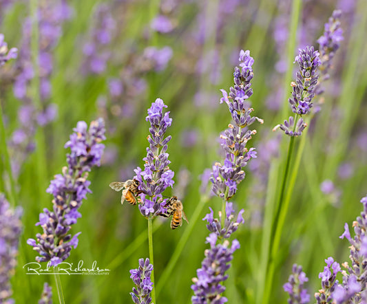 Honeybees Working Together on Lavender
