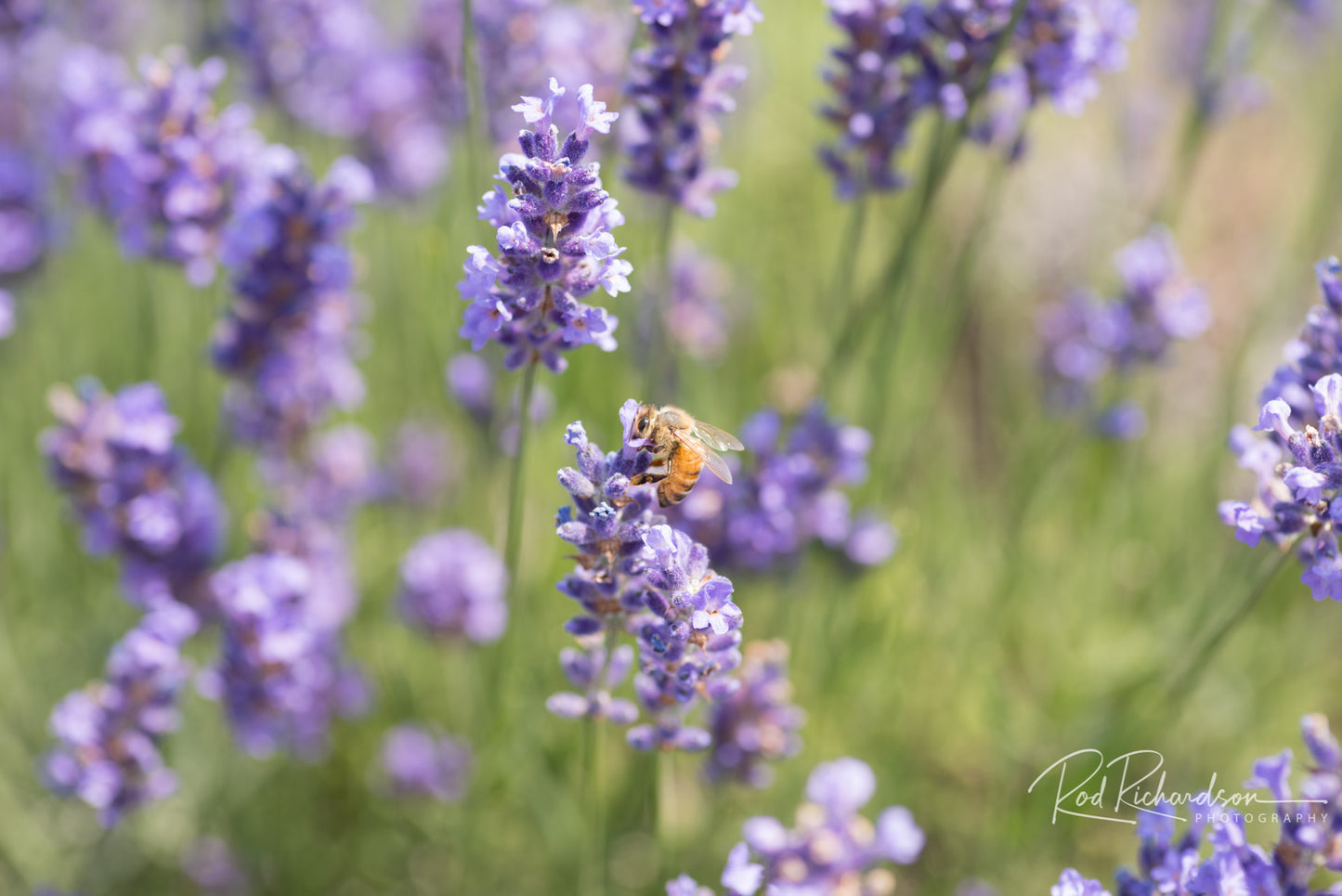 Lavender Drift — Signature 36×24 Edition