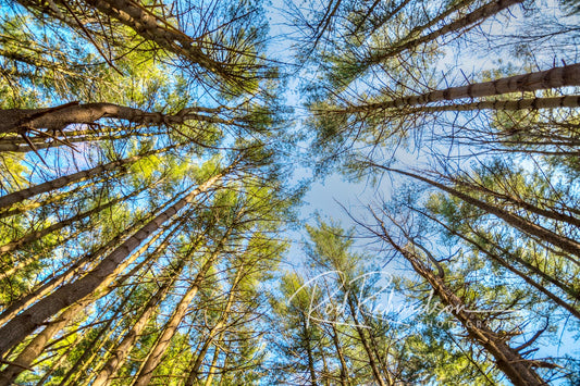 Cathedral of Pines  16×20 Fine Art Photograph