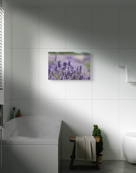 Lavender Awakening Fine Art Photograph
