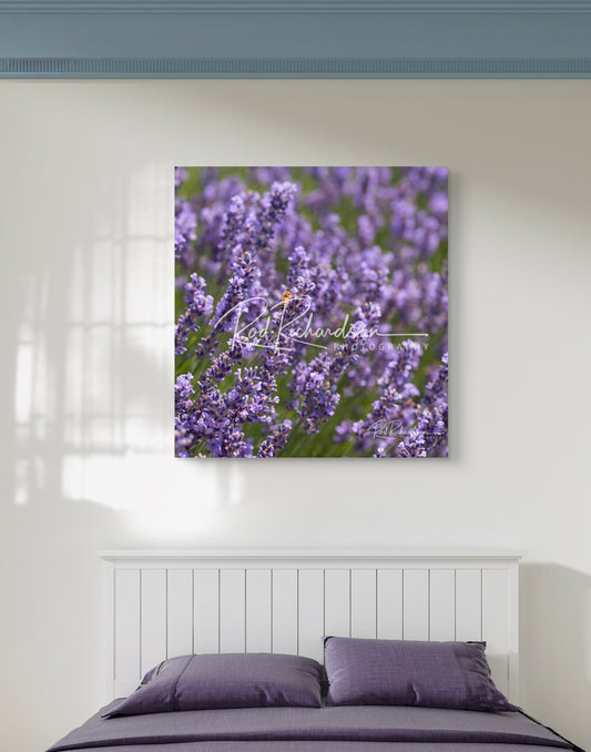 Lavender & Honey Fine Art Photo