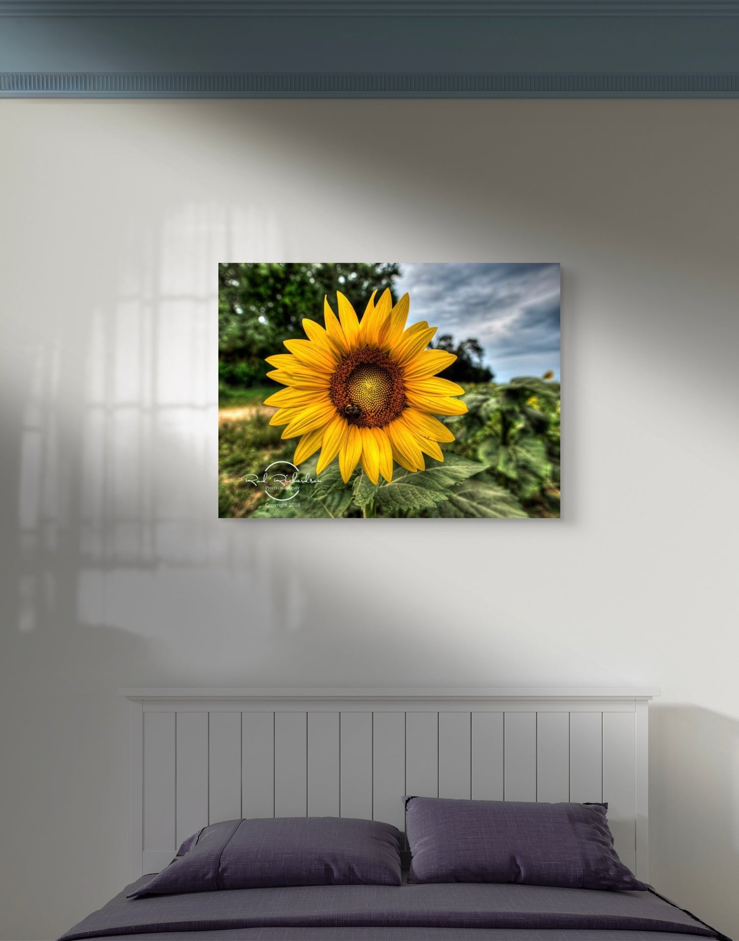 Bee on Sunflower Fine Art Photography Print