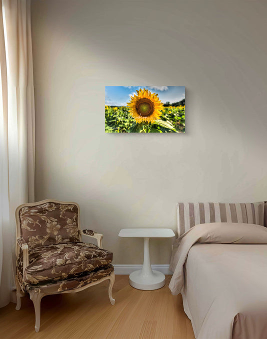 Sunflower Standing Proudly in the Field