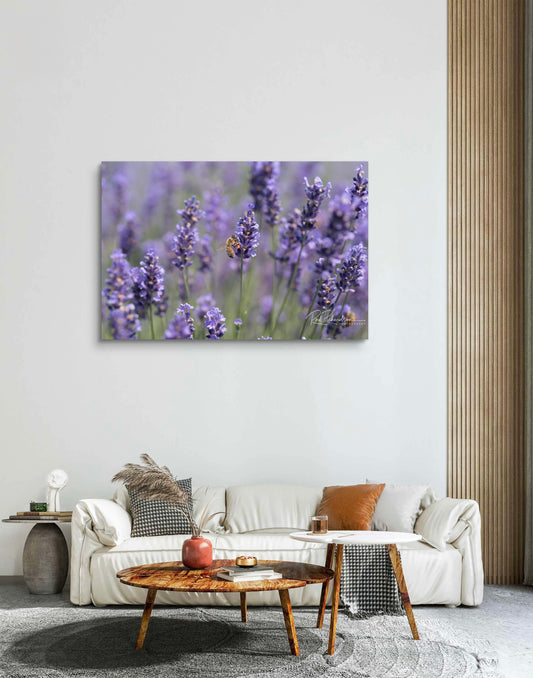 Honeybee on Lavender  Metal Limited Edition