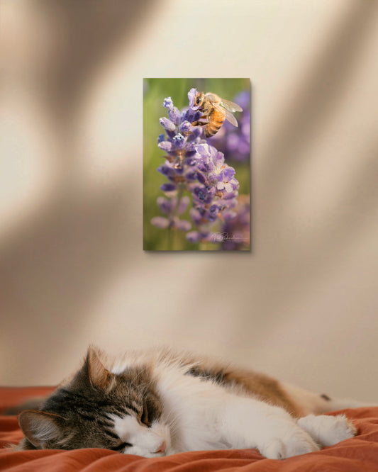 Up Close with a Honeybee