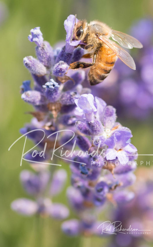 Up Close with a Honeybee