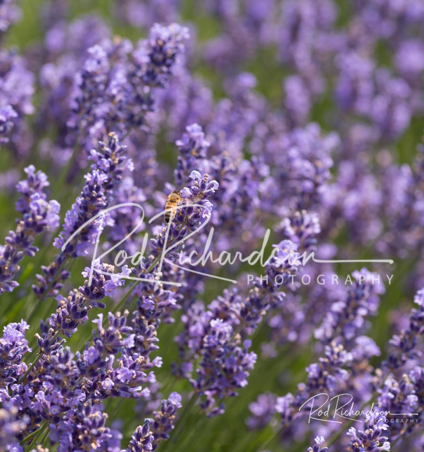 Honeybees in the Lavender Field