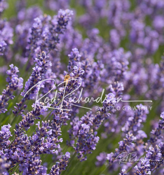 Honeybees in the Lavender Field
