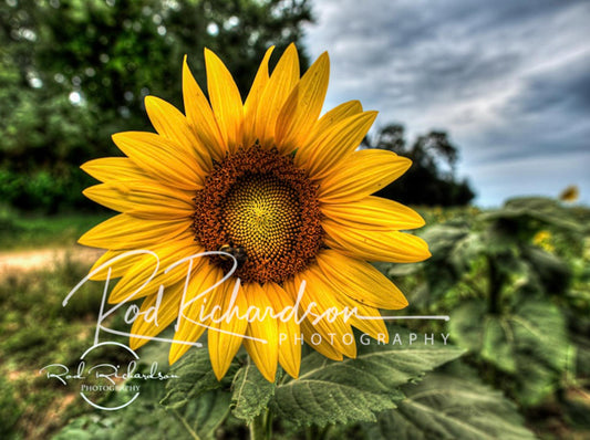 Bee on Sunflower Fine Art Photography Print