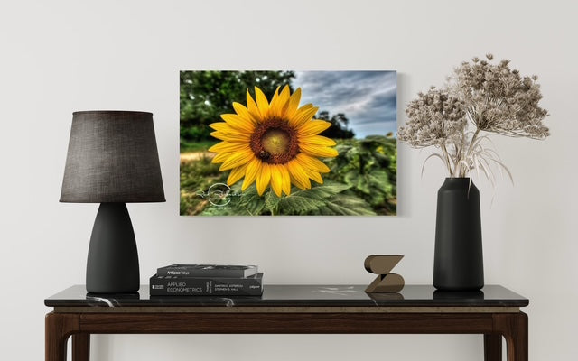 Bee on Sunflower Fine Art Photography Print