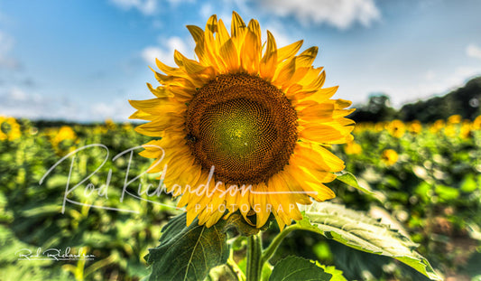 Sunflower Standing Proudly in the Field