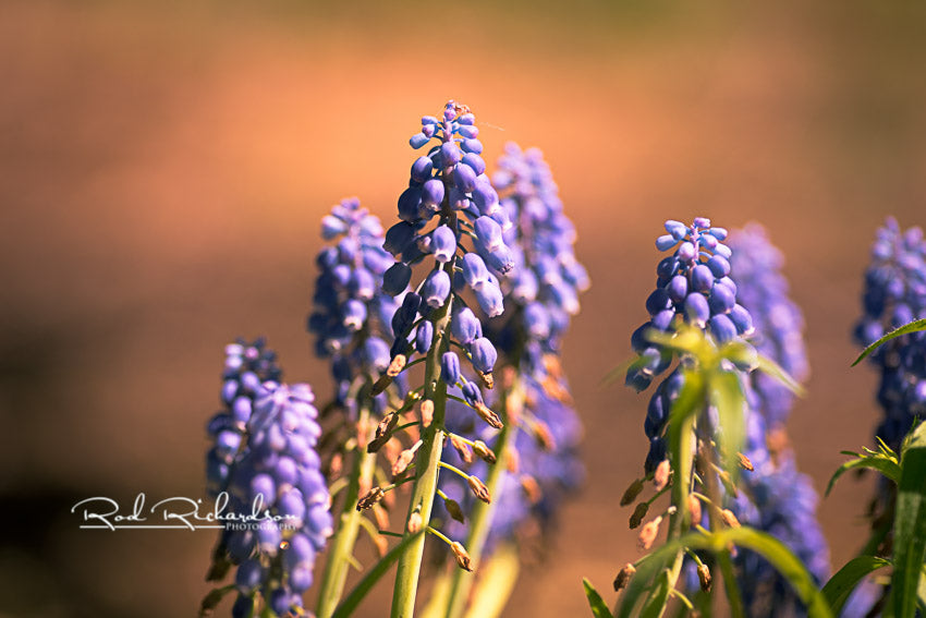 Along the Soft Edge of Spring — Fine Art Photographic Print