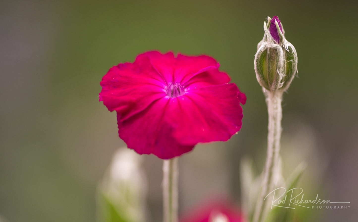 Becoming - Fine Art Photography Print