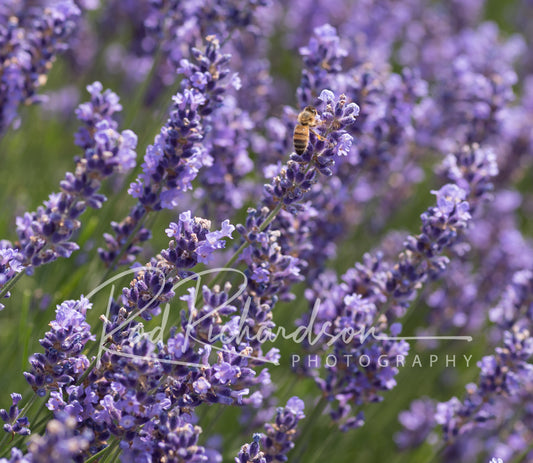 Honeybee in the Lavender Field 4