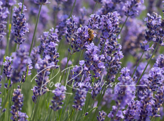 Lavender Field 4