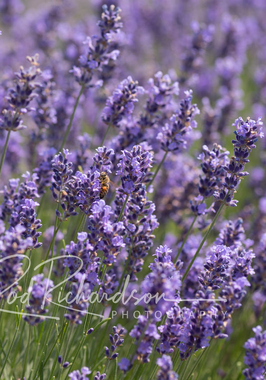 Lavender Field 3