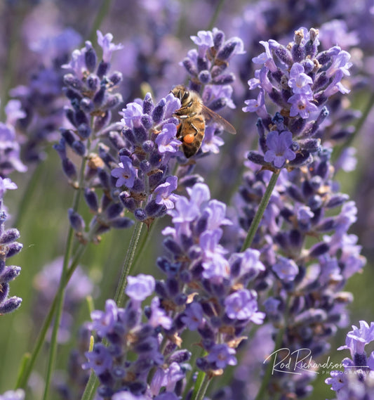 Honeybee and Lavender Field 2