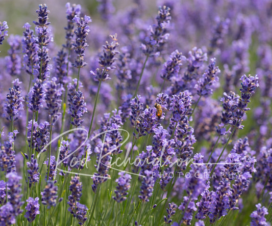 Honeybee in Lavender Field 3
