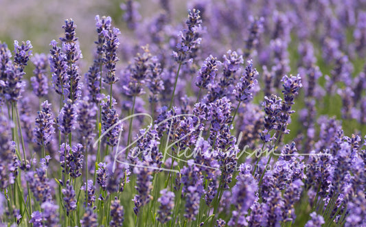 Lavender Field 3