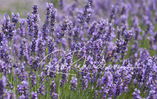 Lavender Field 2