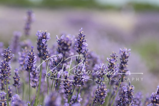 Lavender Field 1